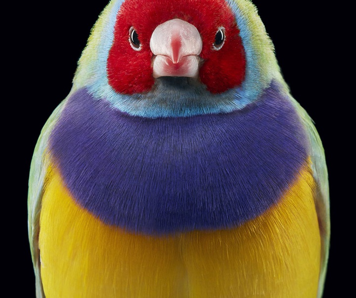 گالری عکس‌های خلاقانه تیم فلچ از بریتانیا