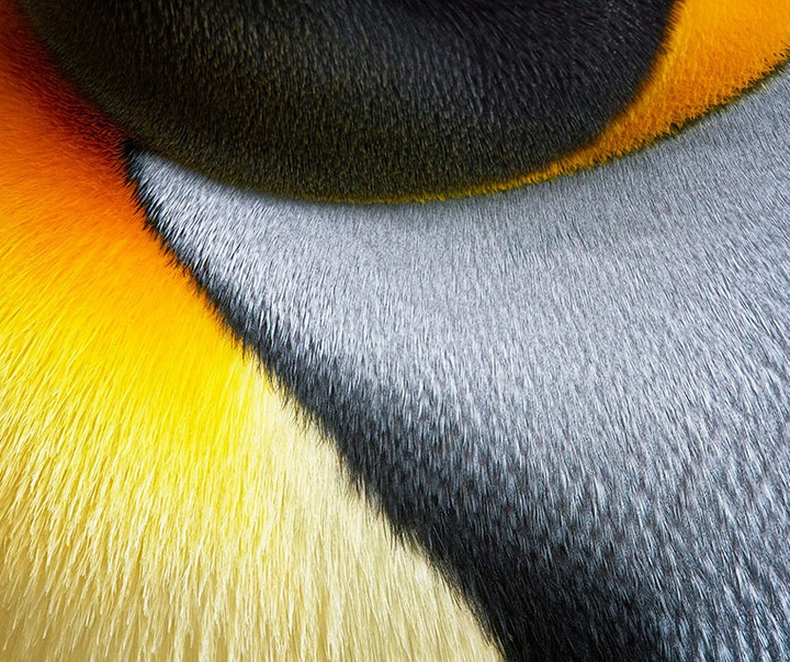 گالری عکس‌های خلاقانه تیم فلچ از بریتانیا