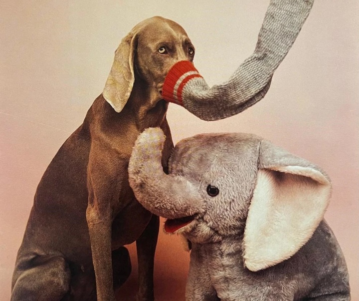 گالری عکس‌های ویلیام وگمن از آمریکا