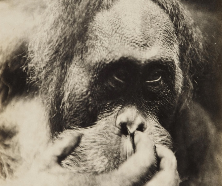 گالری آثار عکاسی آلبرت رنگر-پاتش از آلمان