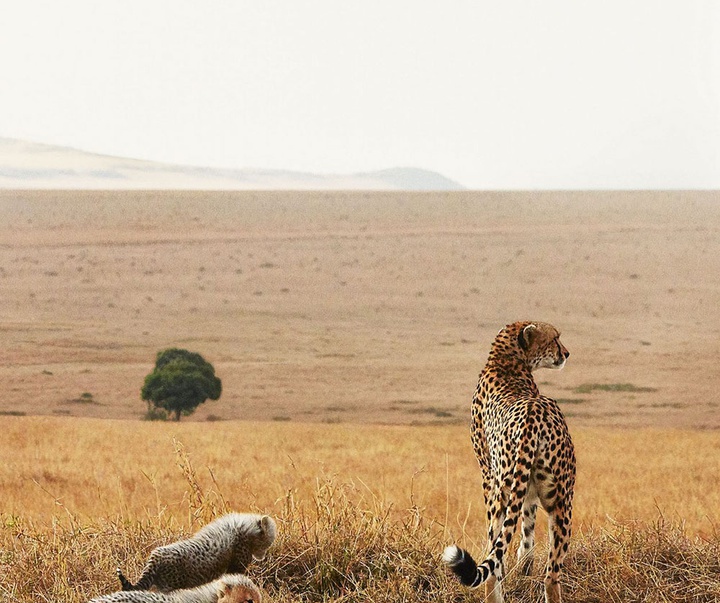 گالری عکس‌های خلاقانه تیم فلچ از بریتانیا