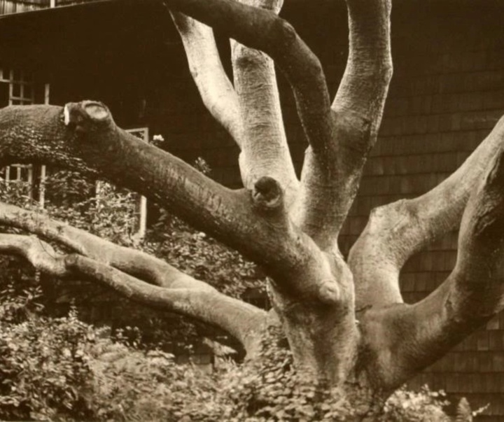 گالری عکس‌های دوروتیا لانگ از آمریکا