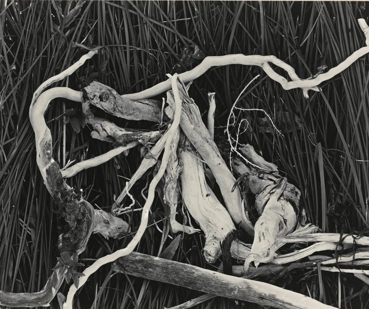 گالری عکس‌های ادوارد وستون از آمریکا