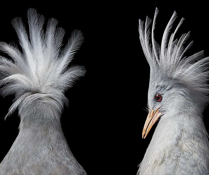 گالری عکس‌های خلاقانه تیم فلچ از بریتانیا