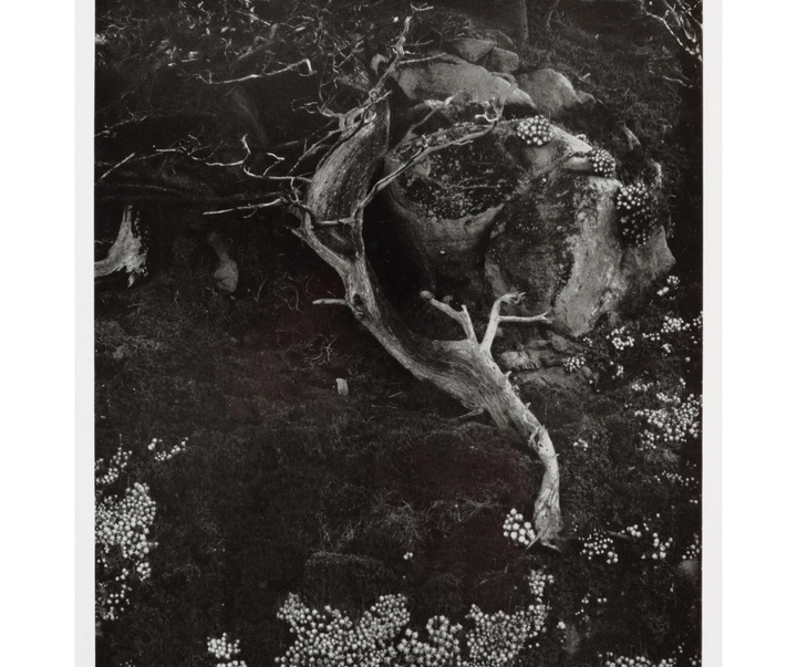 گالری عکس‌های ادوارد وستون از آمریکا