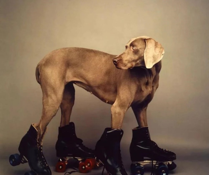 گالری عکس‌های ویلیام وگمن از آمریکا