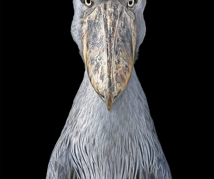 گالری عکس‌های خلاقانه تیم فلچ از بریتانیا