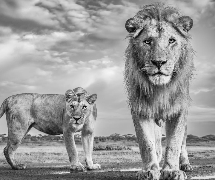 گالری عکس های جیمز لوین از انگلیس