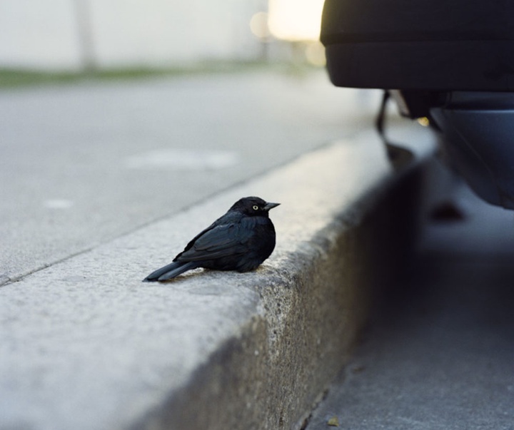 گالری آثار عکاسی گرگوری هالپرن از آمریکا