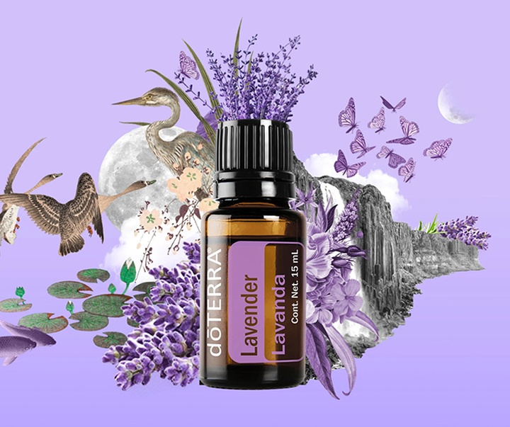 گالری تصویرسازی‌های گیرمو فلورس پاچکو از مکزیک