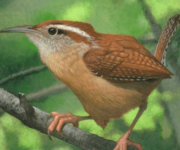گالری آثار تصویرسازی سی اف پاین از آمریکا