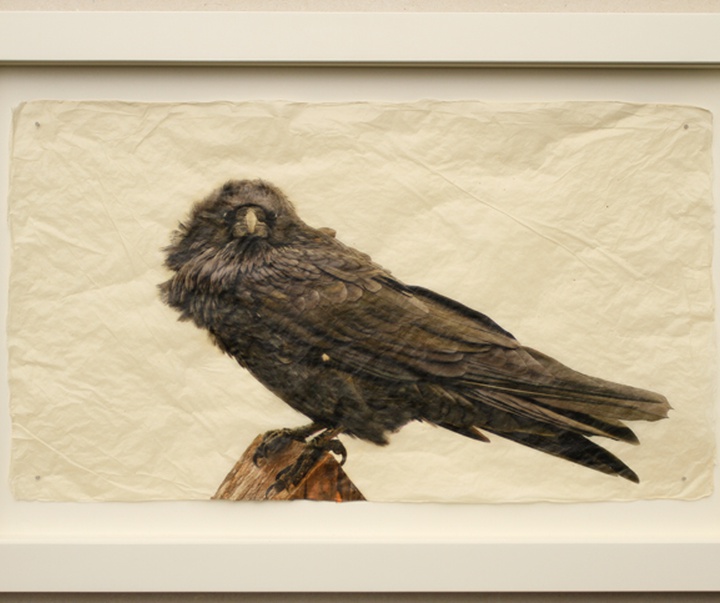 گالری نقاشی‌های پیت زالوزک از آمریکا