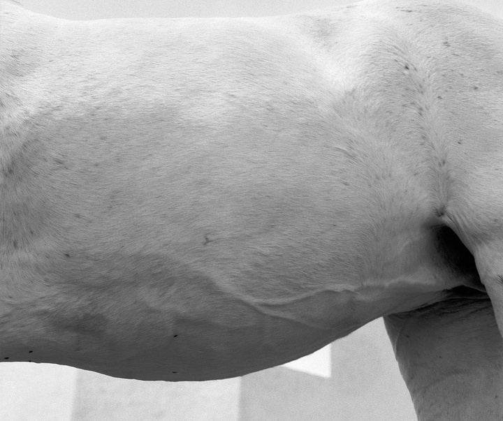 گالری عکس‌های ویلیام آبرانوویچ از آمریکا