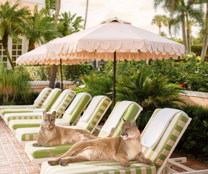 گالری آثار عکاسی پاول فوئنتس از بریتانیا