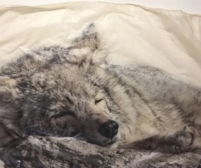 گالری نقاشی‌های پیت زالوزک از آمریکا