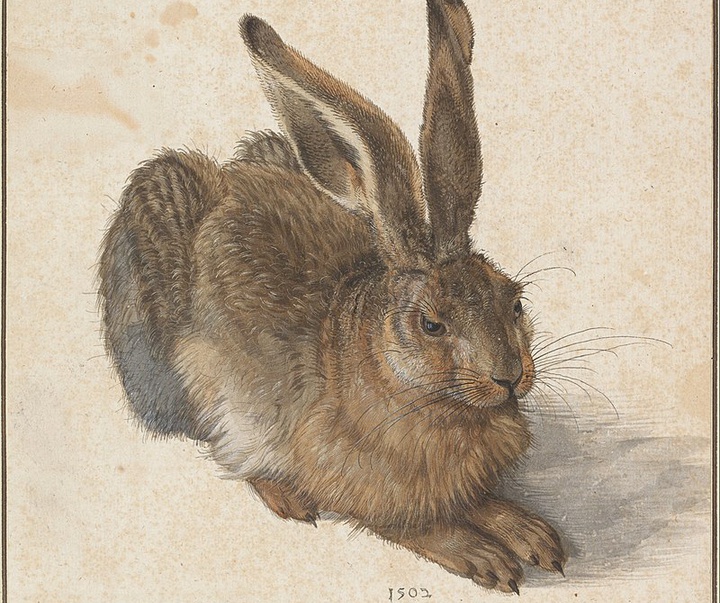 albrecht durer hare