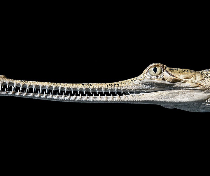 گالری عکس‌های خلاقانه تیم فلچ از بریتانیا