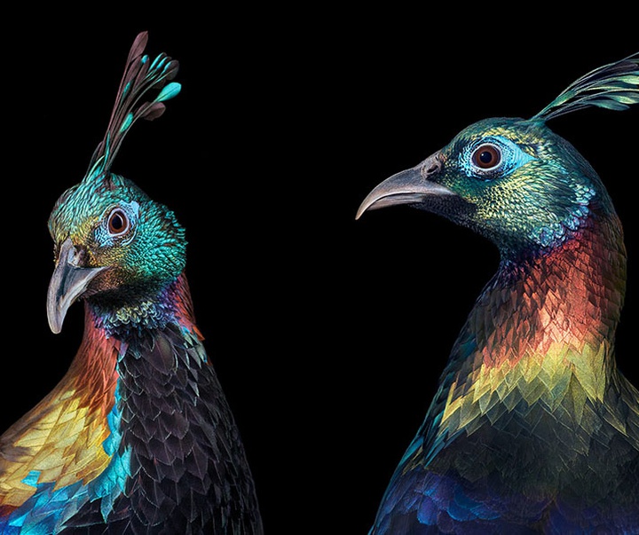 گالری عکس‌های خلاقانه تیم فلچ از بریتانیا