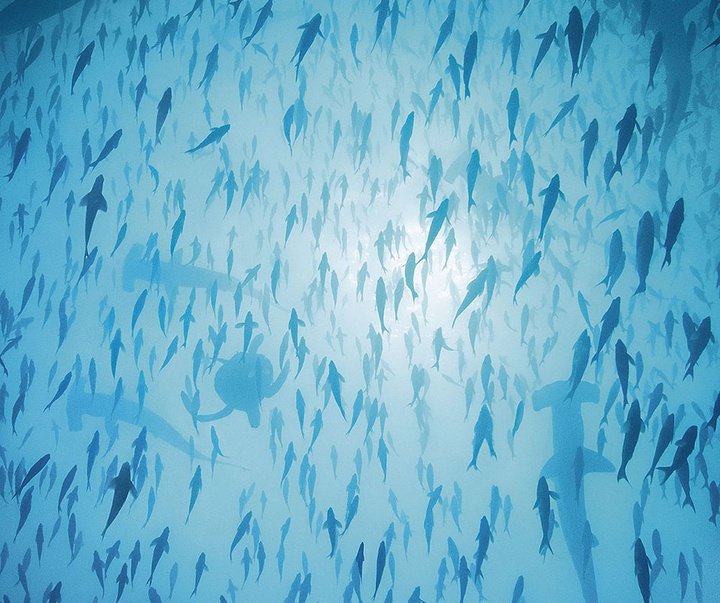 گالری عکس‌های خلاقانه تیم فلچ از بریتانیا