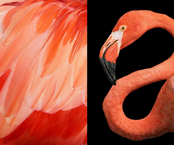 گالری عکس‌های خلاقانه تیم فلچ از بریتانیا