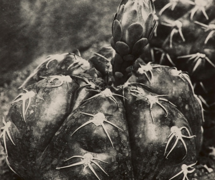 گالری آثار عکاسی آلبرت رنگر-پاتش از آلمان