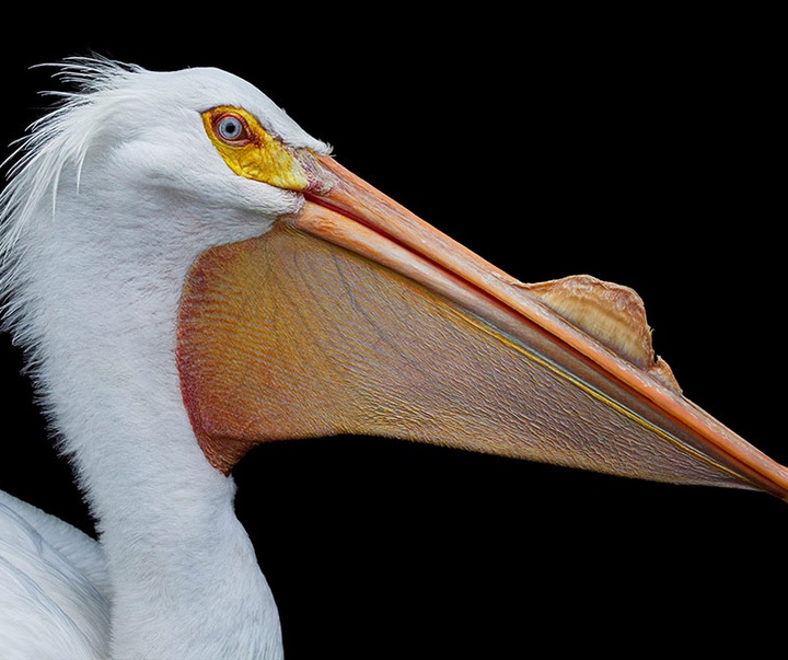 گالری عکس‌های خلاقانه تیم فلچ از بریتانیا