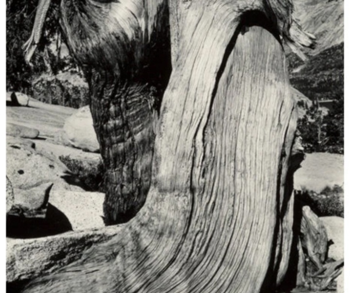 گالری عکس‌های ادوارد وستون از آمریکا