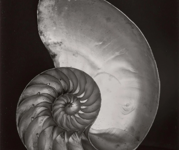 گالری عکس‌های ادوارد وستون از آمریکا