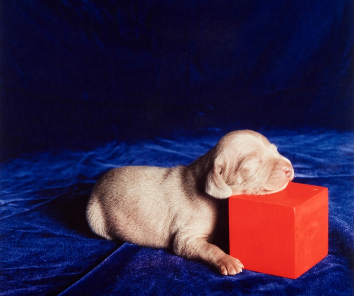 گالری عکس‌های ویلیام وگمن از آمریکا