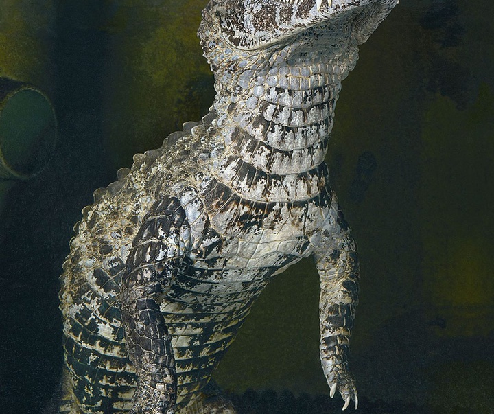 گالری عکس‌های خلاقانه تیم فلچ از بریتانیا