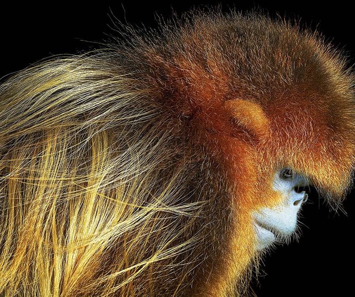 گالری عکس‌های خلاقانه تیم فلچ از بریتانیا