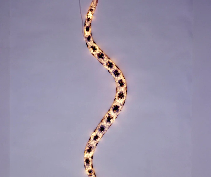 گالری آثار مجسمه و حجم فرانک گهری هنرمند آمریکایی کانادایی