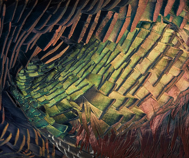 گالری عکس‌های خلاقانه تیم فلچ از بریتانیا