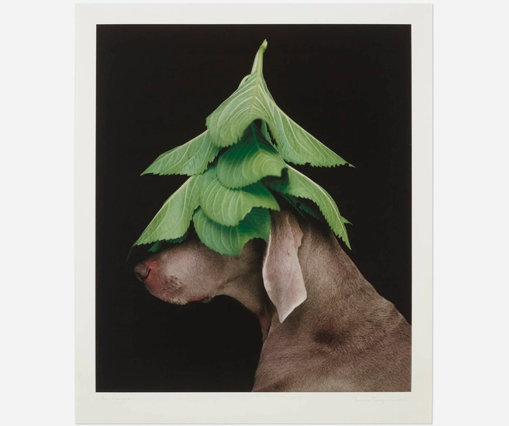 گالری عکس‌های ویلیام وگمن از آمریکا