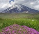 گالری عکس های نیما جبرائیلی از ایران