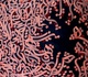 نمایشگاهی از آثار نقاشیخط عارف امرالله‌زاده در گالری ارغوانِ کرمان