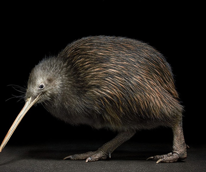 گالری عکس‌های خلاقانه تیم فلچ از بریتانیا