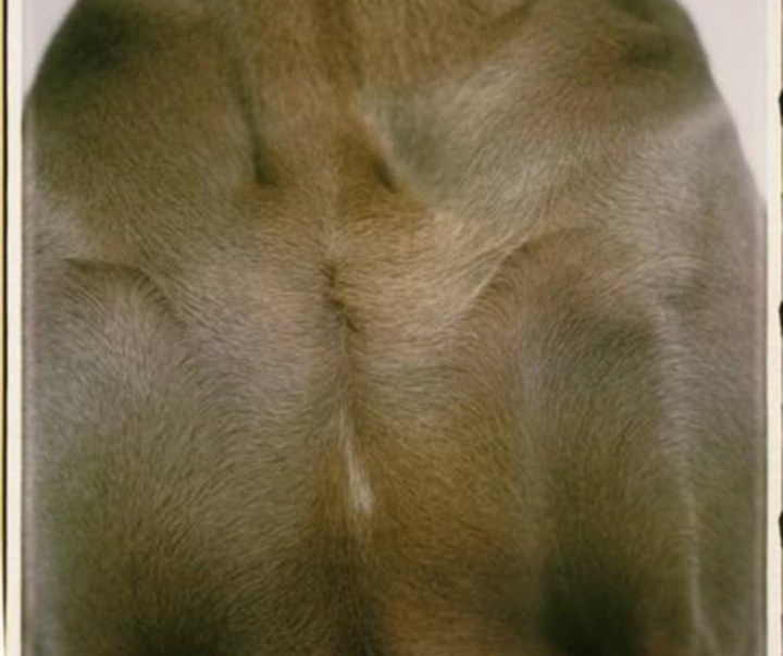 گالری عکس‌های ویلیام وگمن از آمریکا