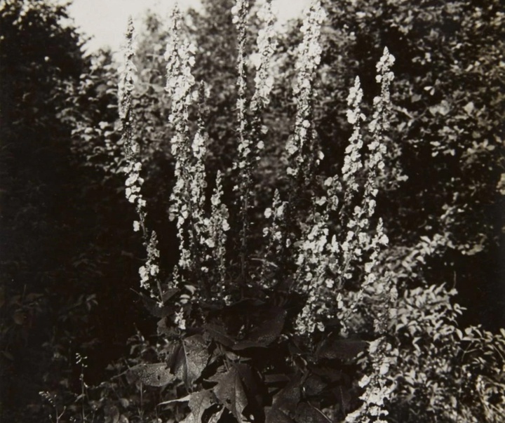 گالری آثار عکاسی آلبرت رنگر-پاتش از آلمان