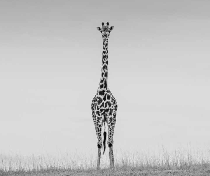 گالری عکس های جیمز لوین از انگلیس