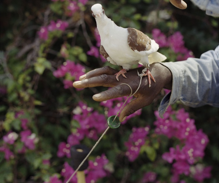 گالری آثار عکاسی گرگوری هالپرن از آمریکا