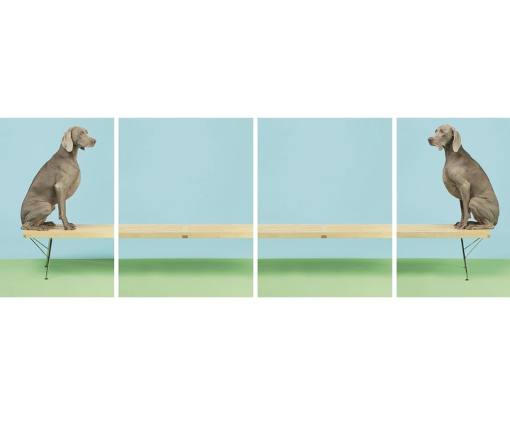 گالری عکس‌های ویلیام وگمن از آمریکا