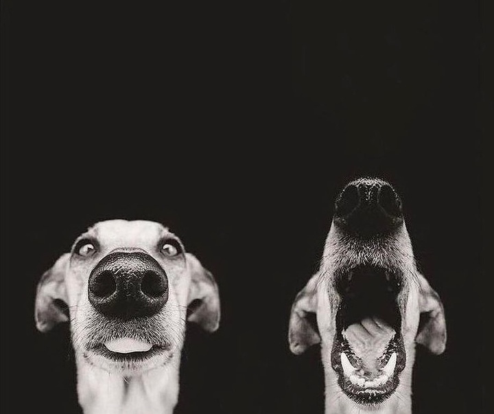 elke vogelsang