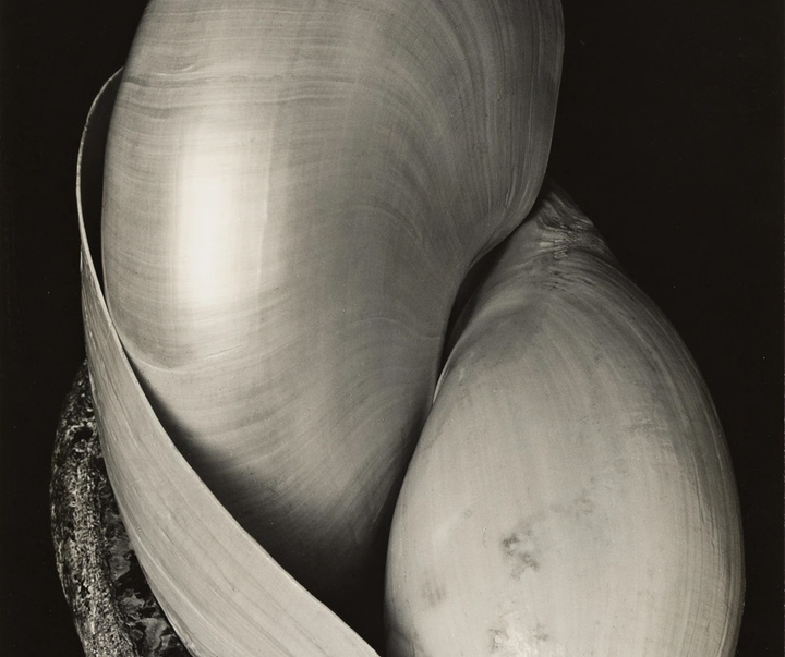 گالری عکس‌های ادوارد وستون از آمریکا