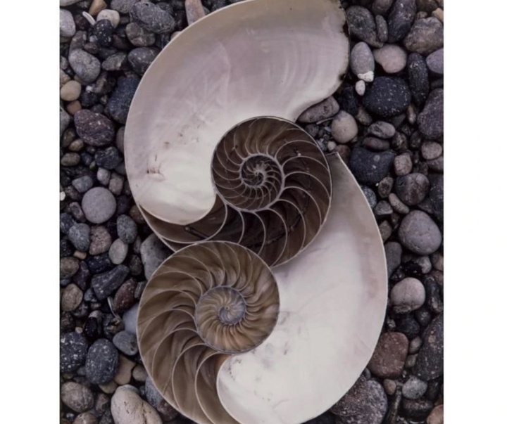 گالری عکس‌های ادوارد وستون از آمریکا