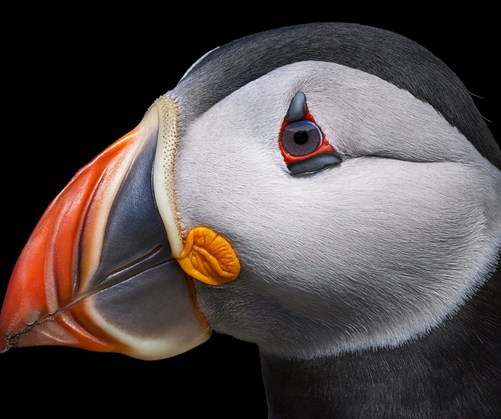 گالری عکس‌های خلاقانه تیم فلچ از بریتانیا