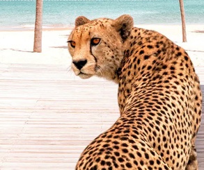 گالری آثار عکاسی پاول فوئنتس از بریتانیا