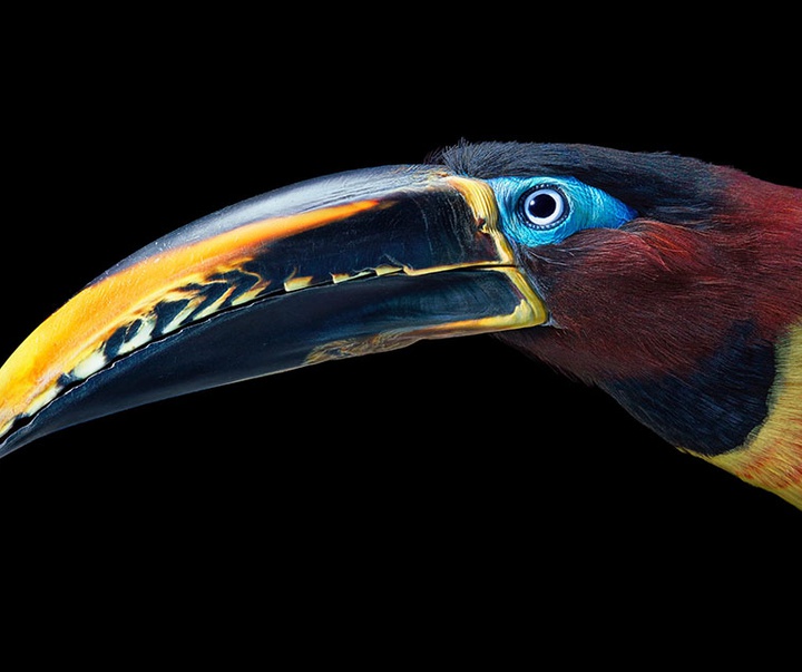 گالری عکس‌های خلاقانه تیم فلچ از بریتانیا