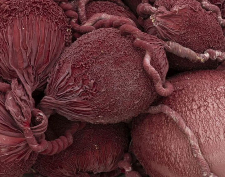 گالری آثر چیدمان و حجم اوا فابرگاس از اسپانیا