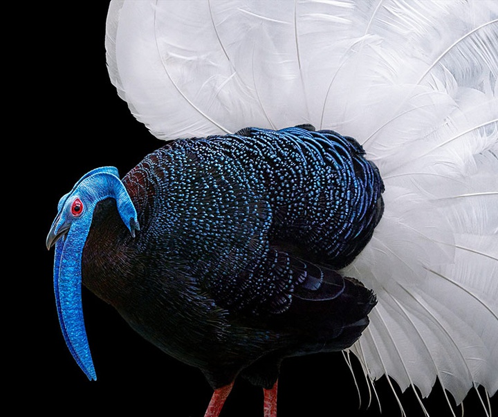 گالری عکس‌های خلاقانه تیم فلچ از بریتانیا